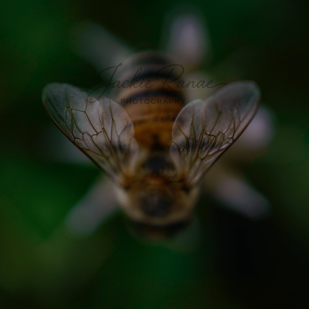 Delicate Honeybee Wings - Jackie Ranae Photography