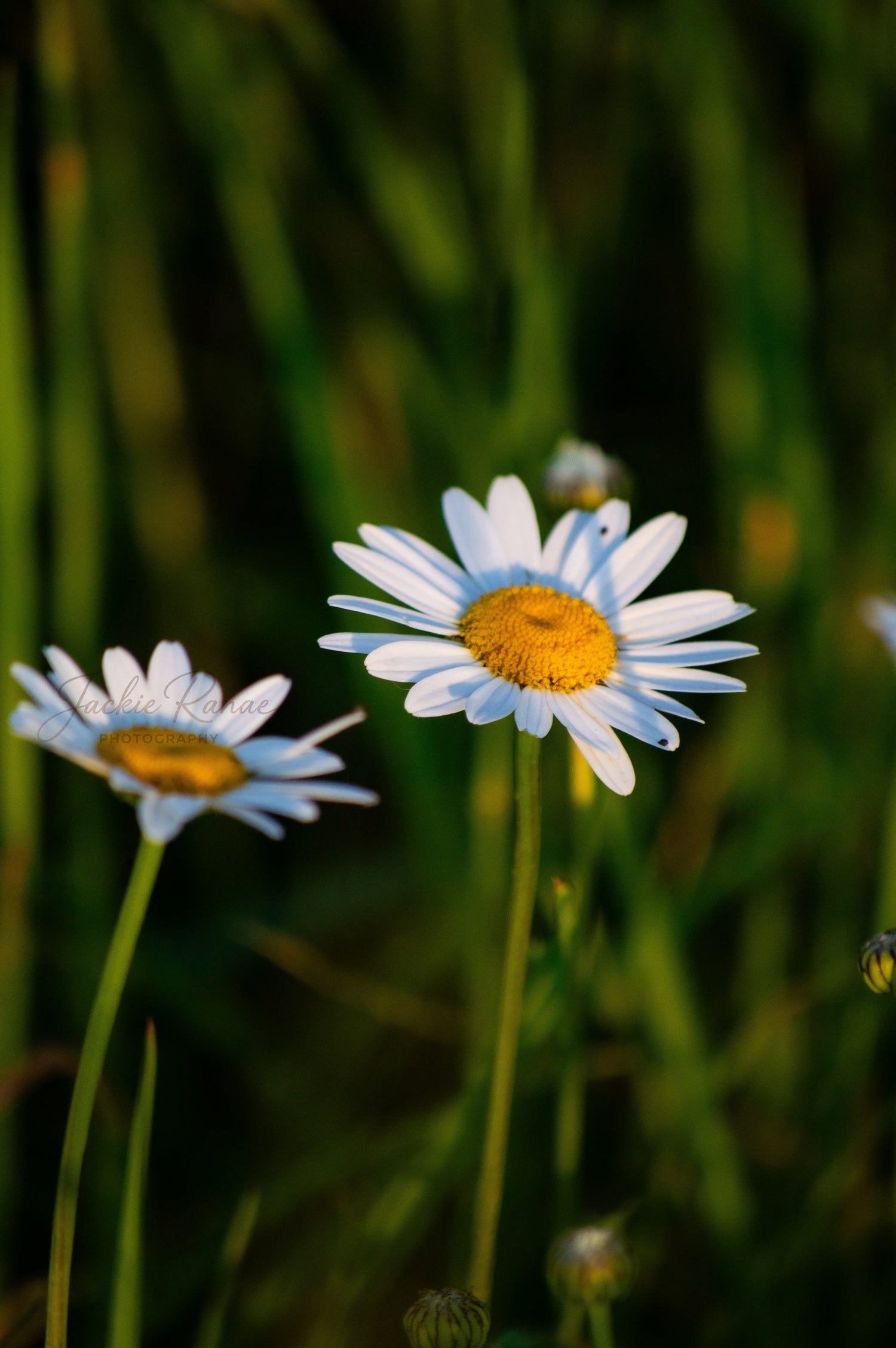 Daisies