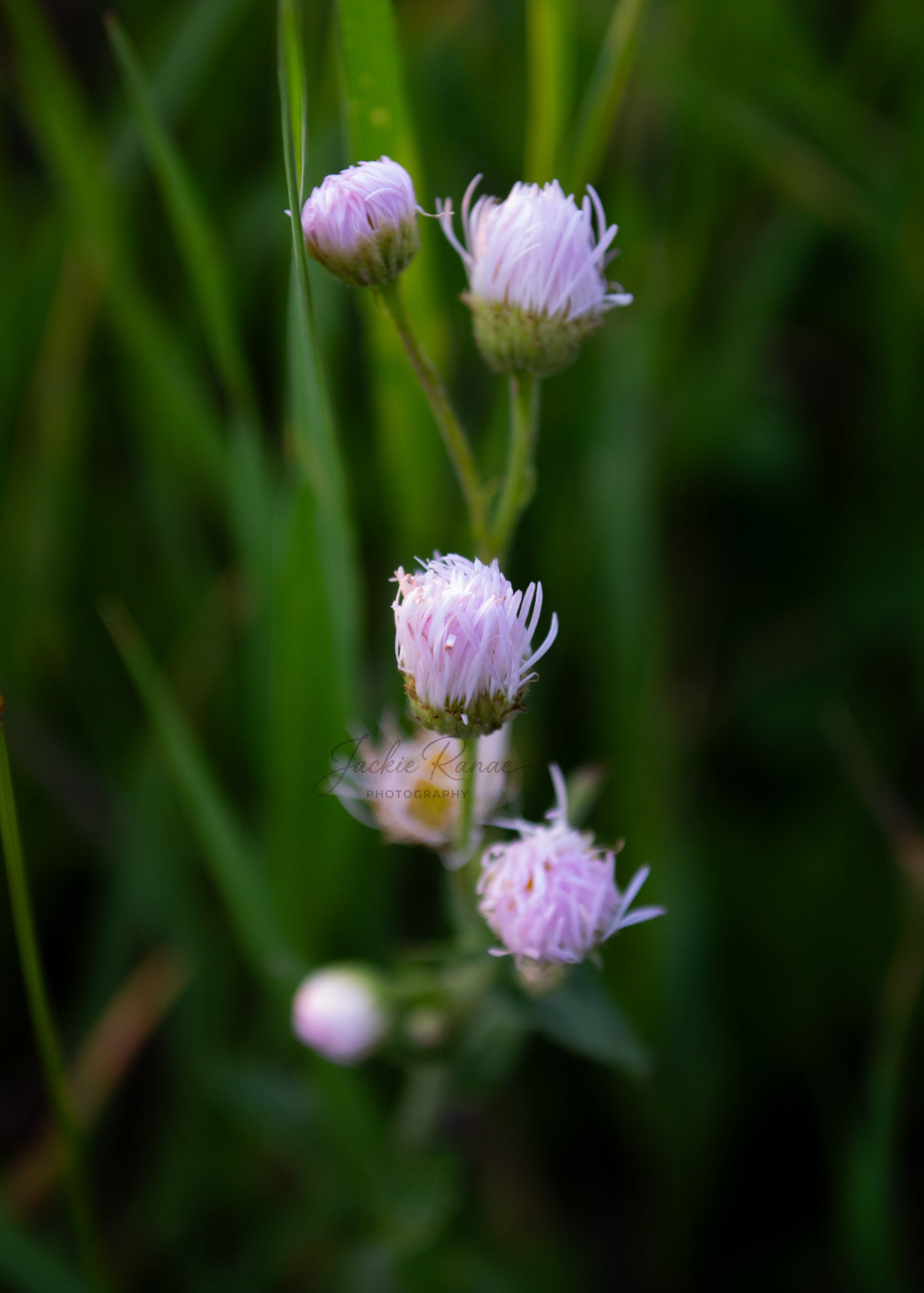 Promises to Bloom