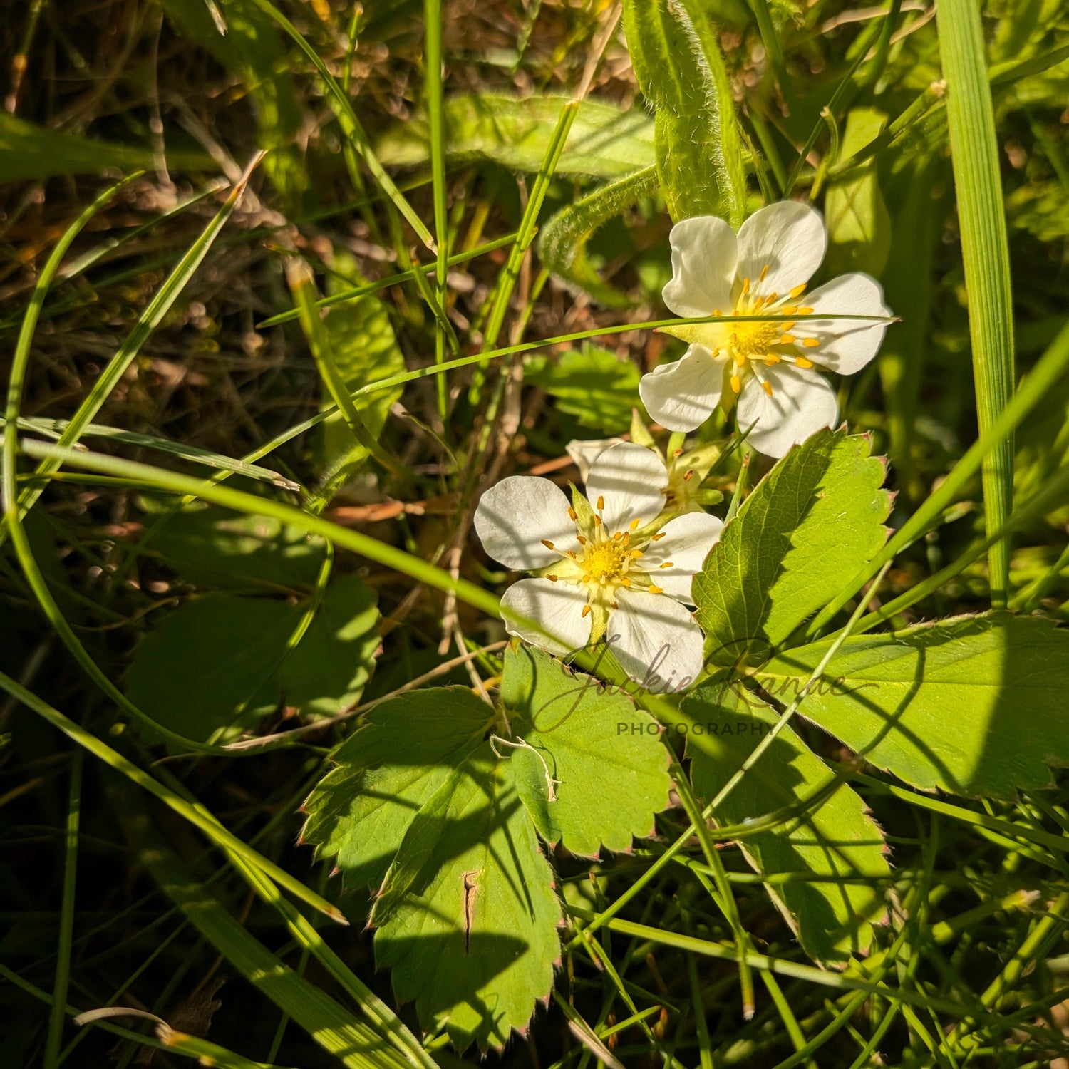 Strawberry Blossoms