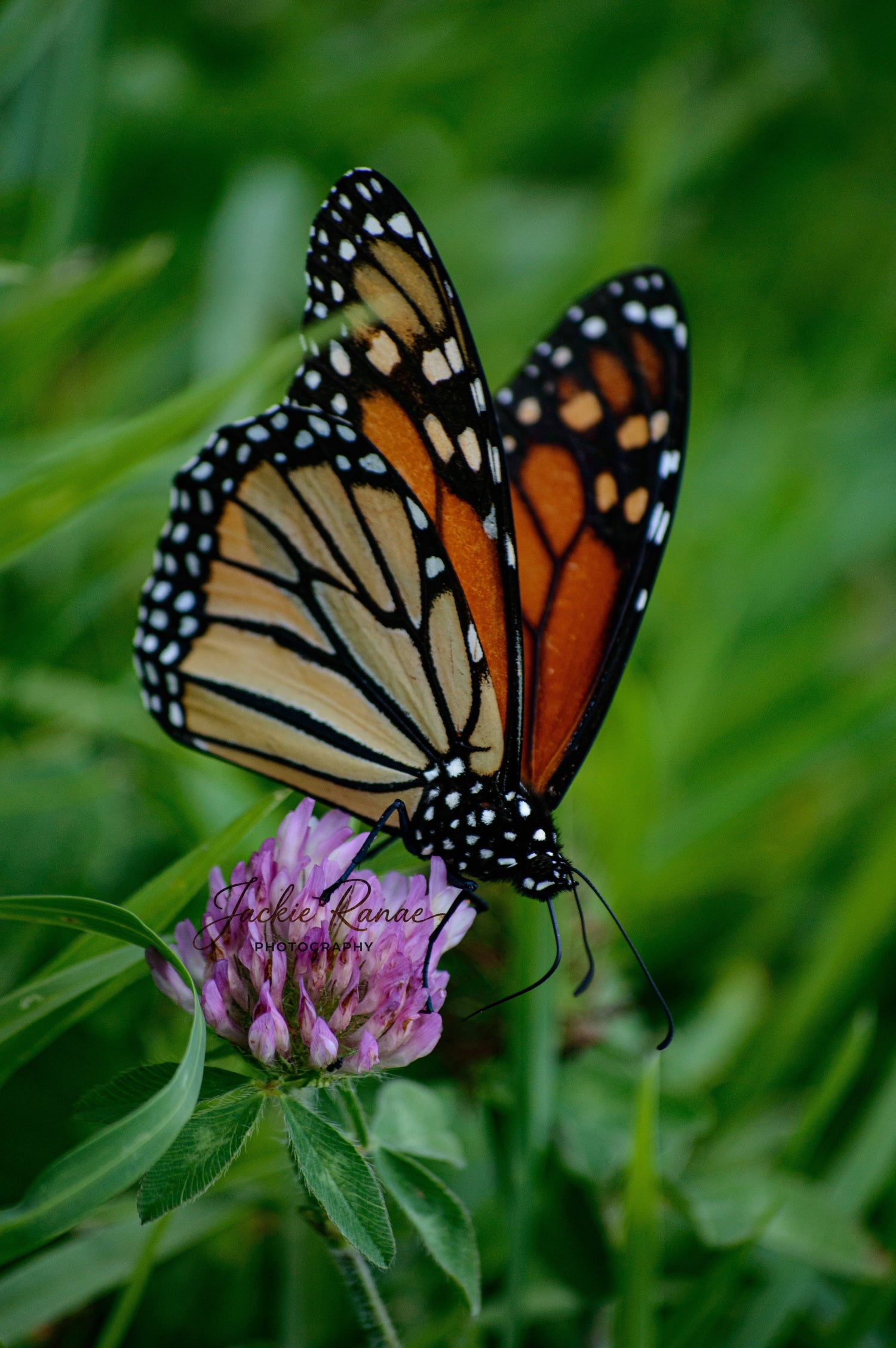 Monarch in Bloom
