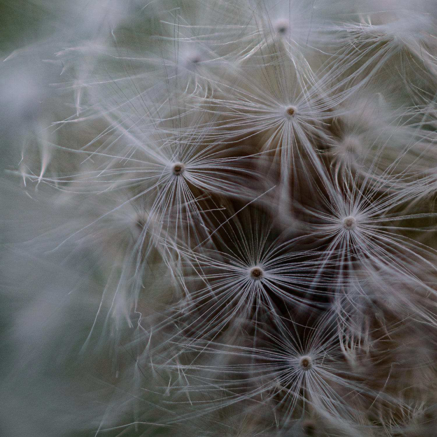 Dandelion Wishes