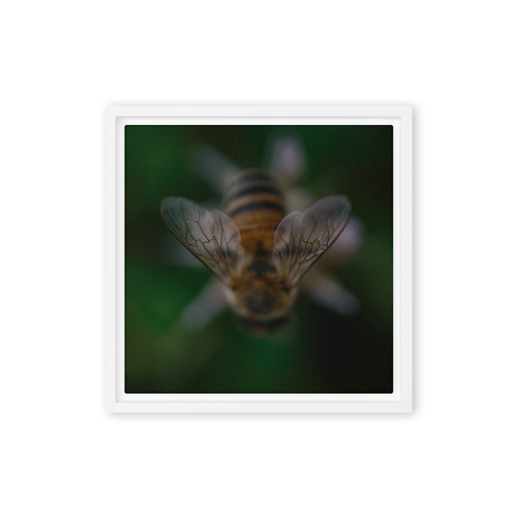 Framed canvas - Jackie Ranae Photography