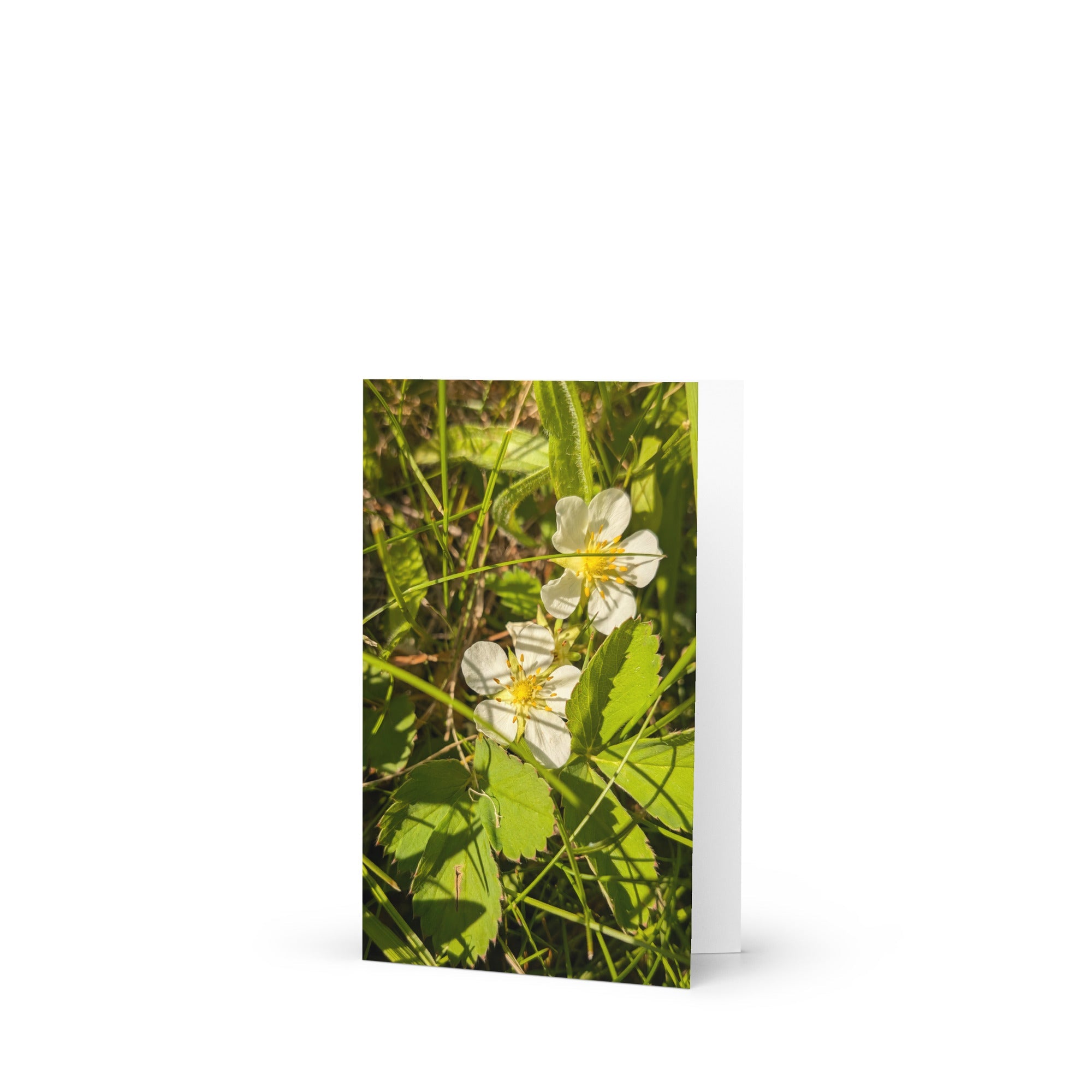 Greeting card - Jackie Ranae Photography