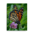 Thin canvas - Jackie Ranae Photography
