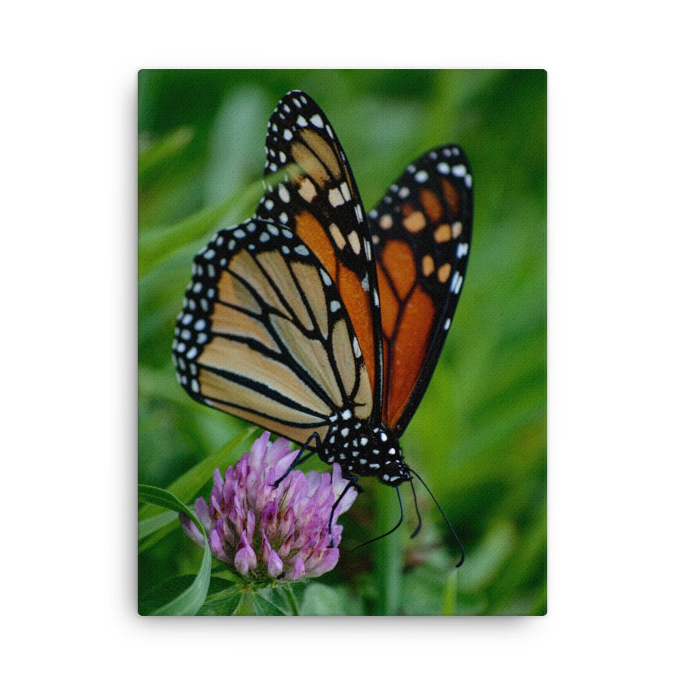 Thin canvas - Jackie Ranae Photography