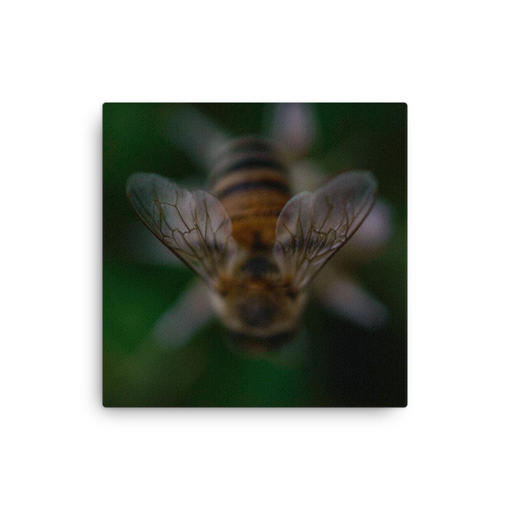 Thin canvas - Jackie Ranae Photography