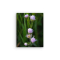 Thin canvas - Jackie Ranae Photography