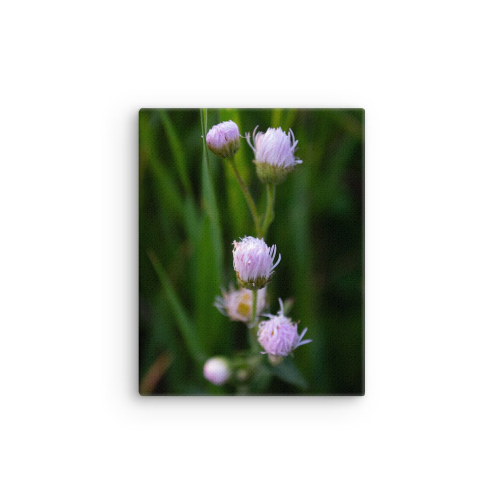 Thin canvas - Jackie Ranae Photography