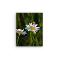 Thin canvas - Jackie Ranae Photography