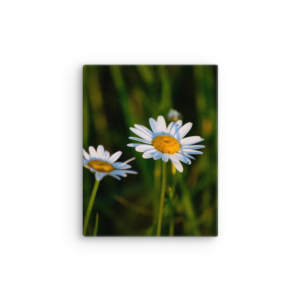 Thin canvas - Jackie Ranae Photography